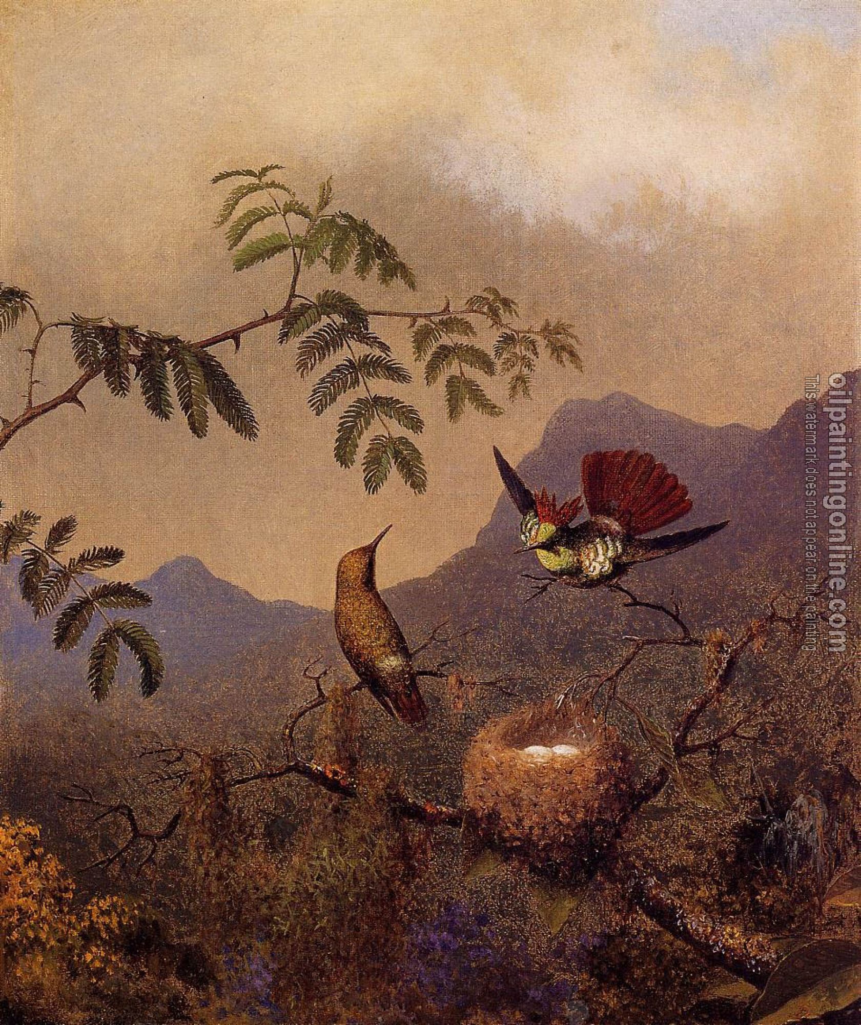 Heade, Martin Johnson - Frilled Coquette